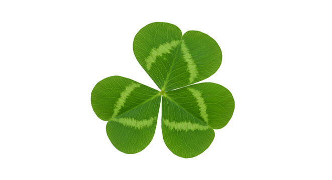 Four leaf clover green nature symbol