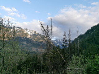 Snowy Tatra peaks in the distance framed by young green foliage and tall trees in a forested valley near Zakopane, Poland during spring