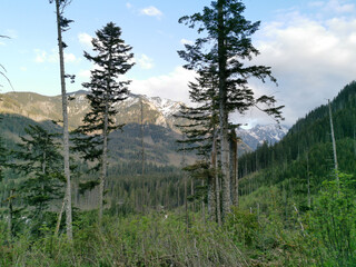 Towering trees and lush green forest frame distant snow-covered Tatra Mountains beneath a partly...