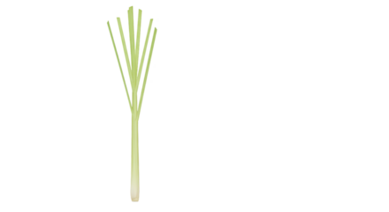 Fresh lemongrass herb closeup