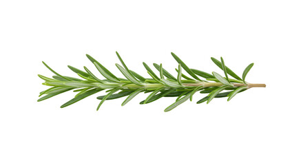 Fototapeta premium Fresh rosemary sprig culinary herb