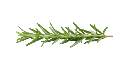 Fresh rosemary sprig culinary herb