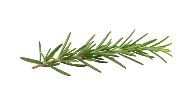 Fresh rosemary sprig culinary herb
