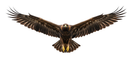 Fototapeta premium Golden eagle in flight dark background