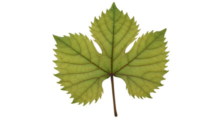 Fototapeta premium Grape leaf macro photography