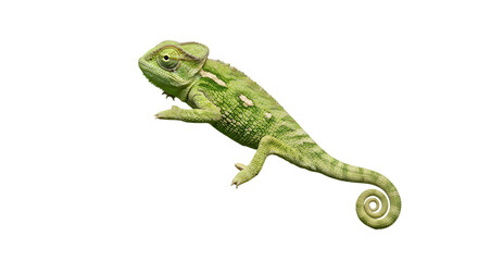 Fototapeta premium Green chameleon reptile closeup