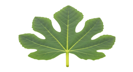 Green fig leaf isolated black background