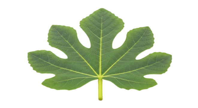 Green fig leaf isolated black background