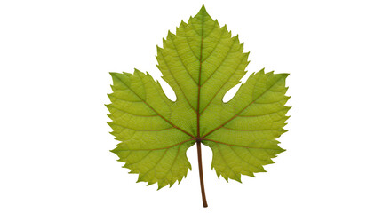 Fototapeta premium Green grape leaf macro photography