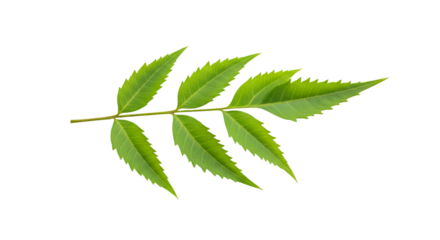 Green leaf branch nature photography