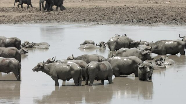 Cape buffalo during the dry season, No fresh water left here, only mud which the buffalo put to good use.