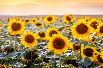 Obraz premium Endless field of sunflowers stretching towards a bright evening sky in warm golden tones, a symbol of abundance and summer warmth