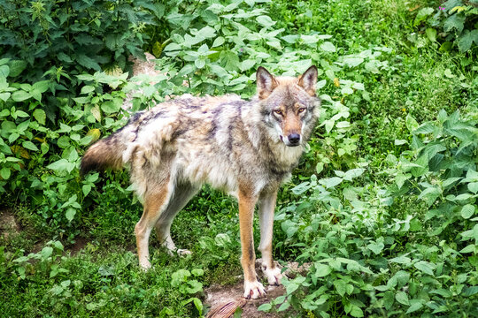 Vigilant coywolf standing amidst lush green vegetation, its gray and reddish-brown fur harmoniously blending with the natural environment, attentive gaze of a wild predator