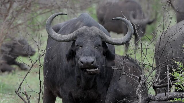 Cape buffalo grazing southern African savanna sequence