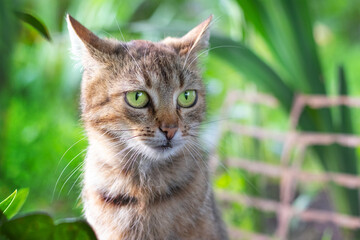 Alert portrait of a tabby cat with bright green eyes against a blurred green background of leaves,...