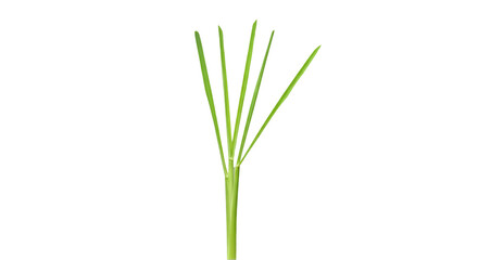 Obraz premium Green plant minimalist black background