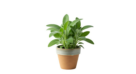 Obraz premium Green sage plant terracotta pot