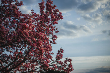 Pink magnolia tree in full bloom under a cloudy evening sky. Peaceful and poetic spring nature...