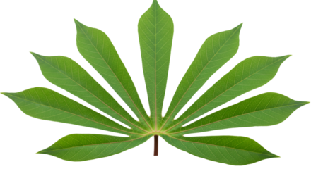 Green tropical leaf fan design