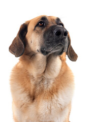 Spanish Mastiff in studio