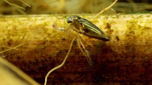 Adult Water Boatman (Cymatia americana) underwater, subduing and feeding on a struggling midge larva (Chironomid), stylet visible probing the chironomid, macro close-up. 