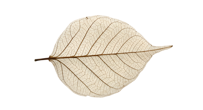Intricate bleached leaf vein structure