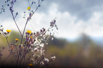 Small yellow flowers of Picris hieracioides or Hawkweed Oxtongue against blurred landscape