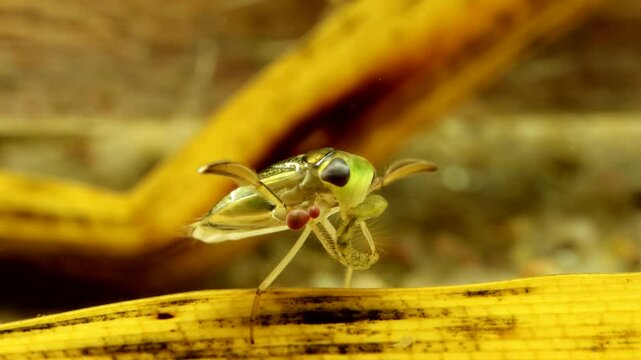 Adult Water Boatman (Cymatia americana) underwater, subduing and feeding on a newly captured midge larva (Chironomid), parasitic mite larvae attached to leg, macro close-up, series 005. 