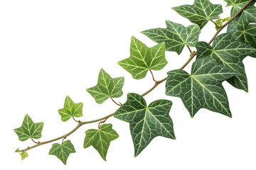 Ivy green with leaf. A trail of realistic ivy leaves. Png transparency