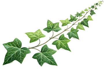 Ivy green with leaf. A trail of realistic ivy leaves. Png transparency