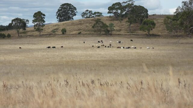 livestock in a meadow, sustainable carbon neutral farming being practiced. regenerative raised cows in a field. agricultural technology innovation.	
