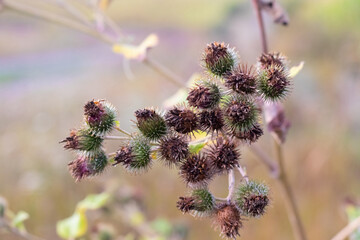 Fructification of Greater Burdock (Arctium lappa), Woolly Burdock (Arctium tomentosum), or Lesser...