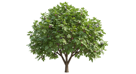 Lush fig tree with ripe fruit