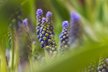 Purple grape hyacinths against a blurred background on a sunny day in April