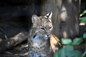 Close Up Look at the Face of a Bobcat