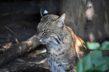 Fluffy Bobcat with his Eyes Closed