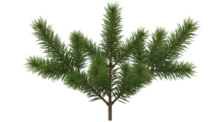 Lush green pine tree branch 3 d render