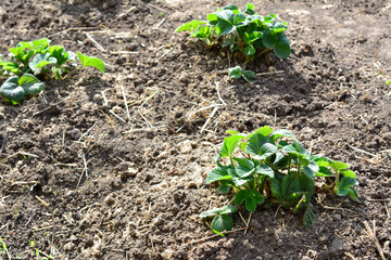 Strawberry plants thriving in a garden bed