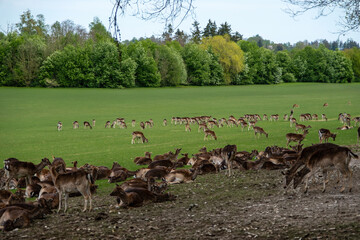 Large herd of deer and roe deer resting on green meadow in scenic Bavaria. A tranquil nature scene...