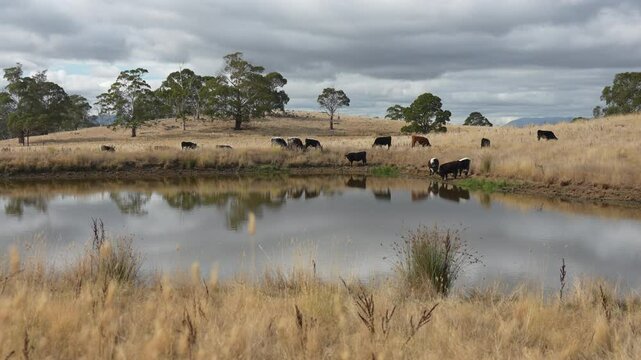 livestock in a meadow, sustainable carbon neutral farming being practiced. regenerative raised cows in a field. agricultural technology innovation.	
