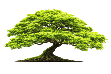 large tree with vibrant green leaves stands prominently against transparency background, symbolizing nature beauty and vitality. Its expansive canopy provides sense of tranquility and peace
