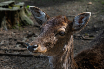 Fototapeta premium Close-up of curious roe deer asking for food in dark forest — emotional wildlife portrait perfect for nature, editorial, education, and storytelling themes