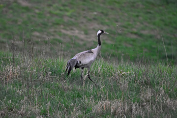 A crane feeding in a meadow in Warmia, Poland