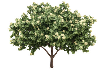 Obraz premium realistic tree with lush green leaves and clusters of white flowers, symbolizing nature beauty and tranquility. This vibrant tree adds refreshing touch to any landscape