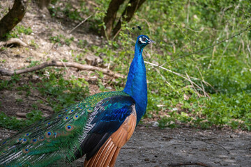 Blue peacock with vivid green tail standing near forest &mdash; elegant and colorful moment of exotic wildlife, perfect for nature, editorial, travel, and educational content