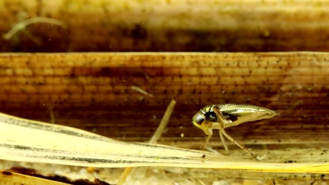 Adult Water Boatman (Cymatia americana) underwater, swimming out of frame and returning to its perch, macro close-up. 