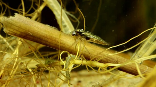 Adult Water Boatman (Cymatia americana) underwater, attempting to capture a midge larva (chironomid) crawling through a tangle of dead plant roots, but the midge evades capture, macro close-up. 