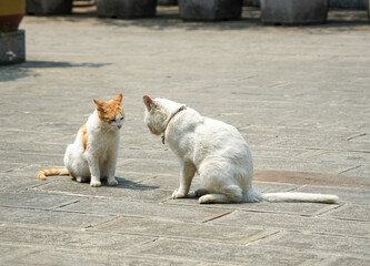 Cats fighting