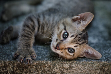 Portrait of a gray striped kitten, he lies and looks at the camera