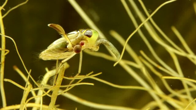 Adult Water Boatman (Cymatia americana) underwater, feeding on a midge larva (Chironomid), chironomid is half consumed, parasitic mite larvae attached to leg, extreme macro close-up, series 005. 